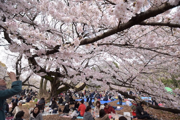 なるほど はじめての桜撮影 撮り方 設定と16の撮影テクニックを紹介します いまやり