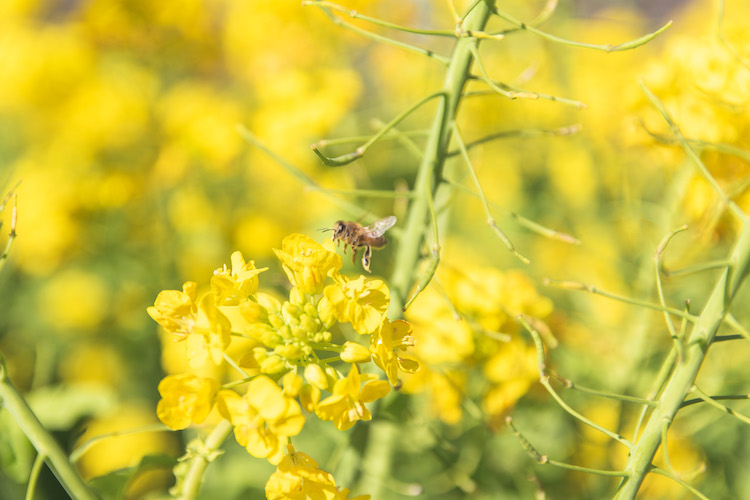 菜の花と蜂の写真